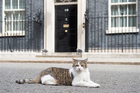 larry the cat twitter|larry the cat 10 downing street twitter.